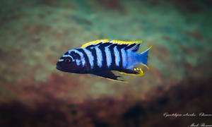 Cynotilapia zebroides 'Chewere'